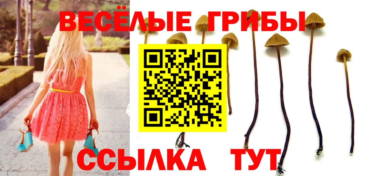 Псилоцибиновые грибы мицелий Кореновск